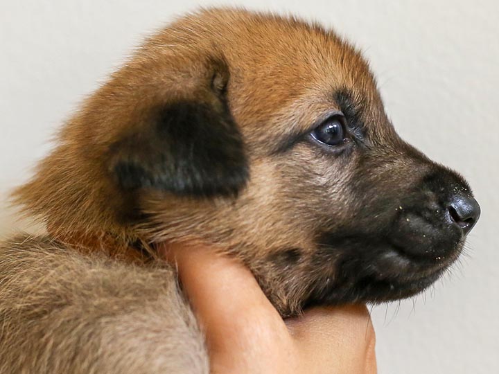chinook puppy